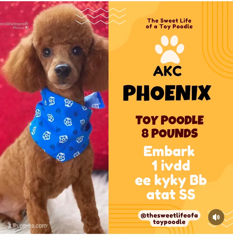 Stud service only Phoenix  – Poodle - Toy  puppy for sale in Tampa, FL
