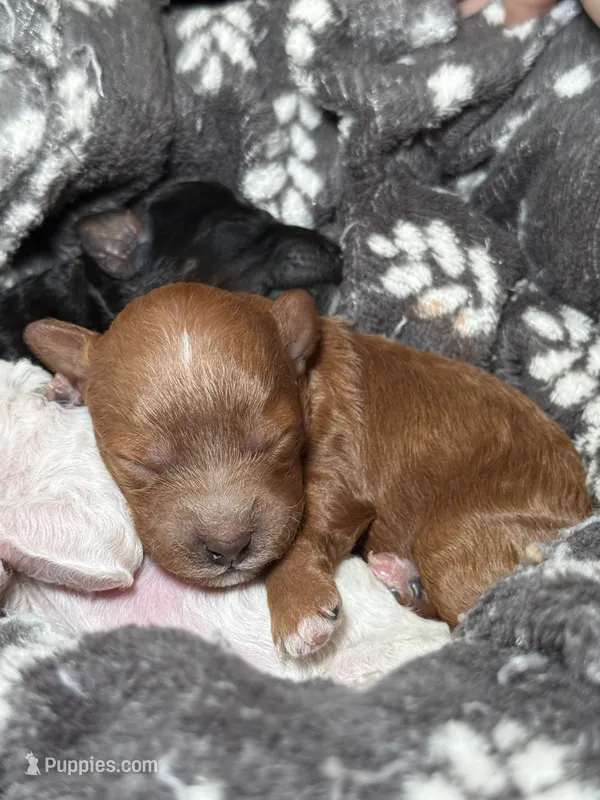 AKC Pumpkin - Female - Clear DNA Tested parentage OFA – Poodle - Miniature  puppy for sale in Tampa, FL