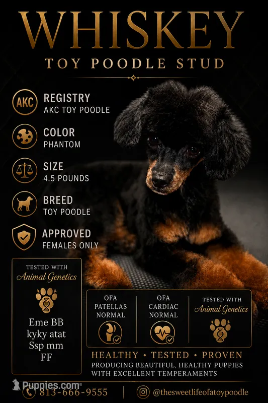 Stud service Whiskey – Poodle - Toy  puppy for sale in Tampa, FL