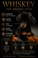 Stud service Whiskey, a male Poodle - Toy  for sale in Tampa, FL – 1 of 1