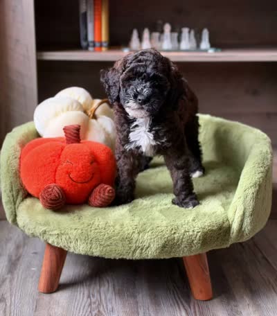 Dough boy , a male Miniature Goldendoodle for sale in Tampa, FL – 3 of 3