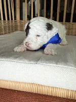 AKC Spanky 🐩 Blue or Hazel eyes  , a male Poodle - Toy  for sale in Tampa, FL – 3 of 5