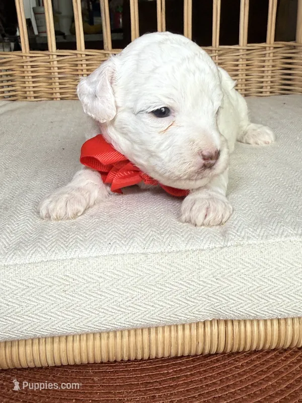 AKC Alfalfa  🐩 Blue eyes  – Poodle - Toy  puppy for sale in Tampa, FL