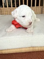AKC Alfalfa  🐩 Blue eyes , a male Poodle - Toy  for sale in Tampa, FL – 1 of 8