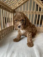 Shadow - Ready Friday, a male Poodle - Toy  for sale in Tampa, FL – 2 of 2