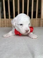 AKC Alfalfa  🐩 Blue eyes , a male Poodle - Toy  for sale in Tampa, FL – 5 of 8