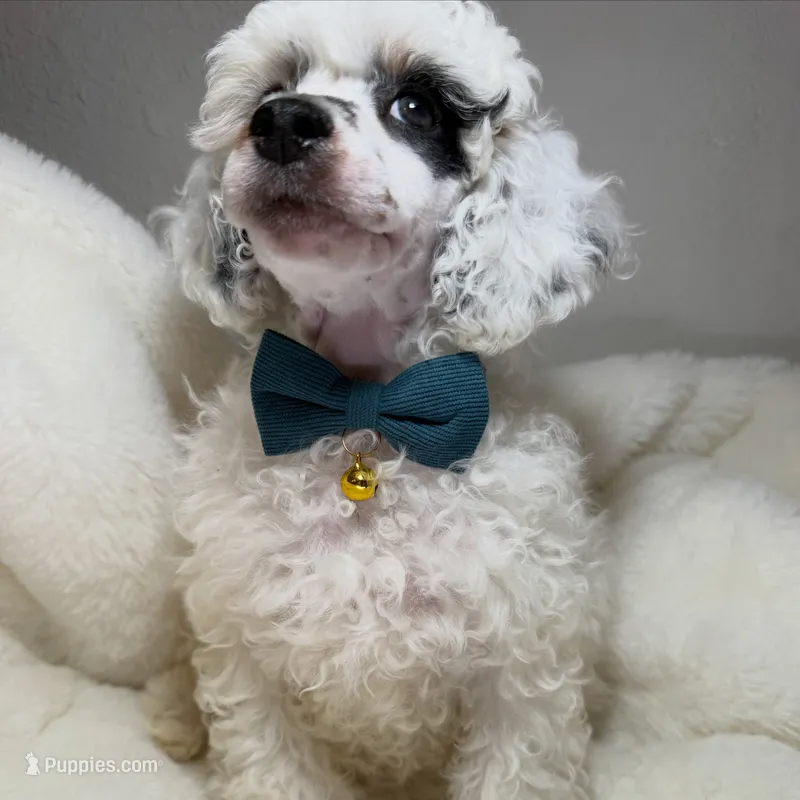 AKC Petey  – Poodle - Toy  puppy for sale in Tampa, FL