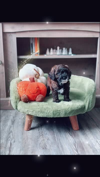 Olive , a female Miniature Goldendoodle for sale in Tampa, FL – 5 of 5