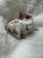 AKC Honey - Female - Clear DNA Tested parentage OFA , a female Poodle - Toy  for sale in Tampa, FL – 3 of 4