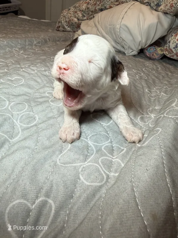 AKC Theodore 🐩 Blue or Hazel eyes   – Poodle - Toy  puppy for sale in Tampa, FL