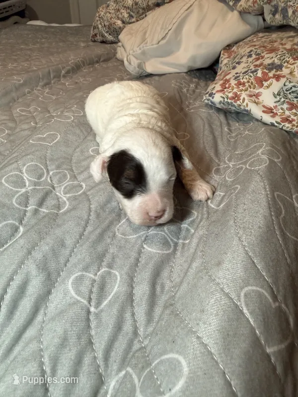 AKC Spanky 🐩 Blue or Hazel eyes   – Poodle - Toy  puppy for sale in Tampa, FL