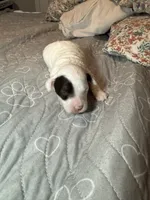 AKC Theodore 🐩 Blue or Hazel eyes  , a male Poodle - Toy  for sale in Tampa, FL – 2 of 2