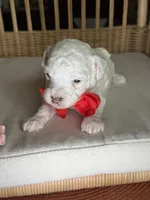 AKC Alfalfa  🐩 Blue eyes , a male Poodle - Toy  for sale in Tampa, FL – 2 of 8