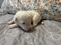 AKC Alvin  🐩 Blue eyes , a male Poodle - Toy  for sale in Tampa, FL – 6 of 6