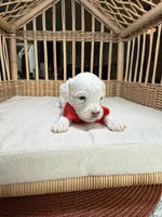 AKC Alfalfa  🐩 Blue eyes , a male Poodle - Toy  for sale in Tampa, FL – 8 of 8