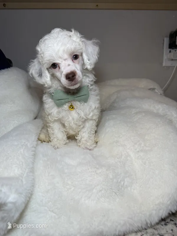 AKC Alfalfa  🐩 Blue/Hazel eyes  – Poodle - Toy  puppy for sale in Tampa, FL
