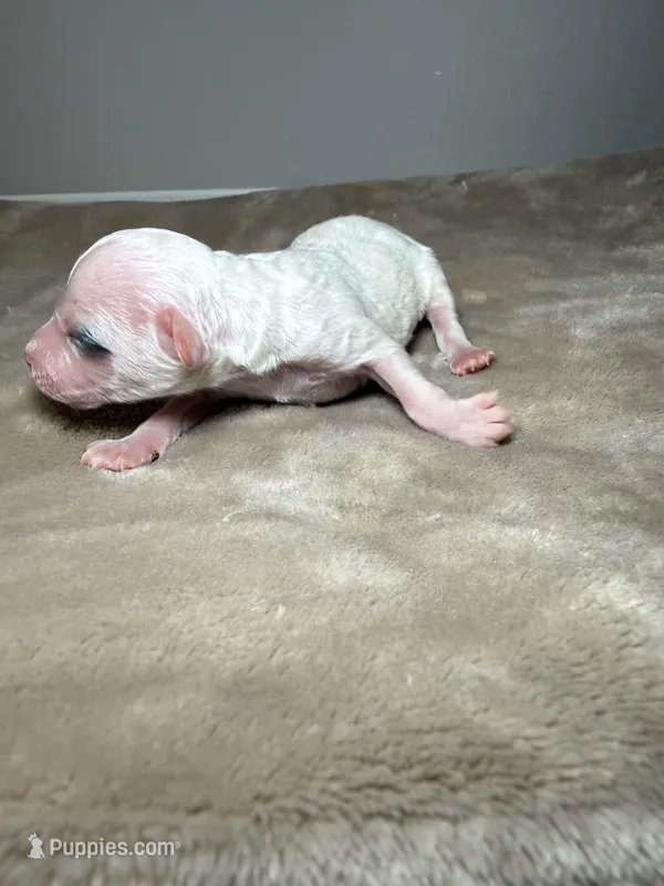 AKC Simon – Poodle - Toy  puppy for sale in Tampa, FL