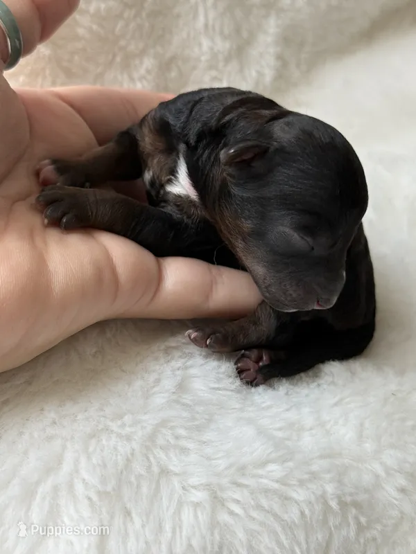 AKC Walnut - Male - Clear DNA Tested parentage OFA – Poodle - Miniature  puppy for sale in Tampa, FL