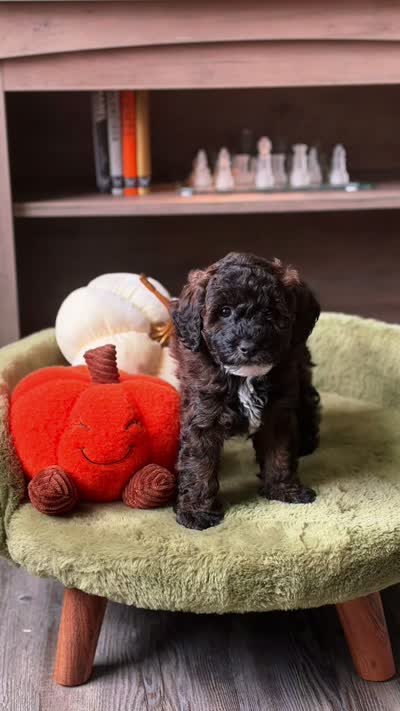 Pie , a female Miniature Goldendoodle for sale in Tampa, FL – 5 of 5