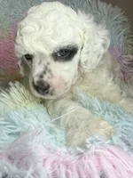 AKC Petey , a male Poodle - Toy  for sale in Tampa, FL – 2 of 2