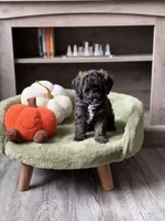 Pie , a female Miniature Goldendoodle for sale in Tampa, FL – 3 of 5