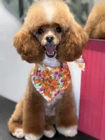 Chance, a male Poodle - Toy  for sale in Tampa, FL – 4 of 4