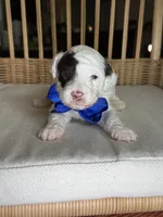 AKC Spanky 🐩 Blue or Hazel eyes  , a male Poodle - Toy  for sale in Tampa, FL – 4 of 5