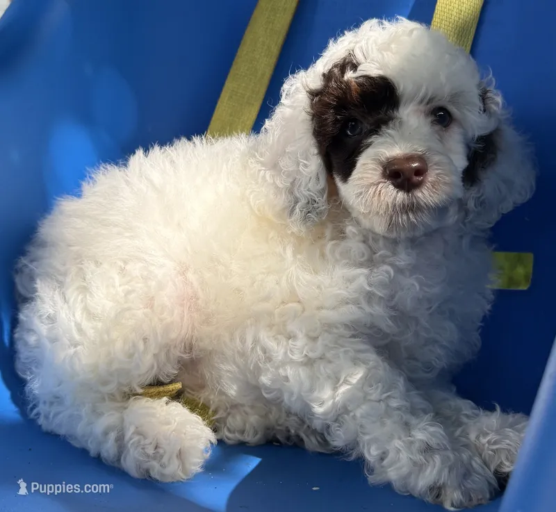 AKC UNICORN 🐩 Genetically Clear  – Poodle - Toy  puppy for sale in Tampa, FL