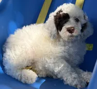 AKC UNICORN 🐩 Genetically Clear , a male Poodle - Toy  for sale in Tampa, FL – 1 of 1