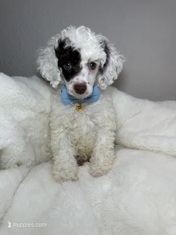 AKC UNICORN 🐩 Genetically Clear  – Poodle - Toy  puppy for sale in Tampa, FL