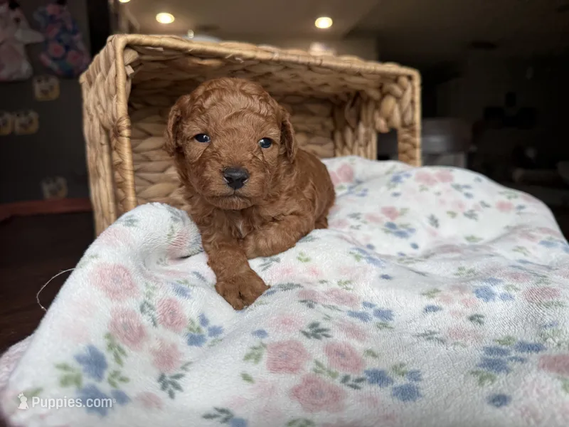 Chance – Poodle - Toy  puppy for sale in Tampa, FL