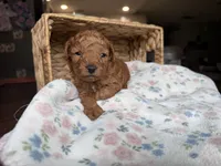 Chance, a male Poodle - Toy  for sale in Tampa, FL – 1 of 4
