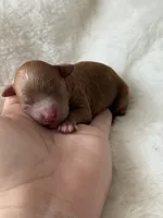 AKC Pumpkin - Female - Clear DNA Tested parentage OFA, a female Poodle - Miniature  for sale in Tampa, FL – 3 of 4