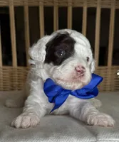 AKC Spanky 🐩 Blue or Hazel eyes  , a male Poodle - Toy  for sale in Tampa, FL – 2 of 5