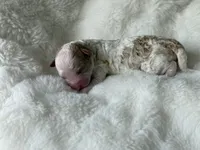 AKC Honey - Female - Clear DNA Tested parentage OFA , a female Poodle - Toy  for sale in Tampa, FL – 4 of 4