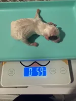 AKC Theodore , a male Poodle - Toy  for sale in Tampa, FL – 5 of 5