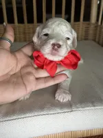 AKC Alfalfa  🐩 Blue eyes , a male Poodle - Toy  for sale in Tampa, FL – 6 of 8