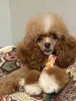 Chance, a male Poodle - Toy  for sale in Tampa, FL – 2 of 4