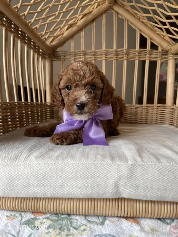 Shadow – Poodle - Toy  puppy for sale in Tampa, FL