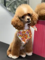Chance, a male Poodle - Toy  for sale in Tampa, FL – 3 of 4