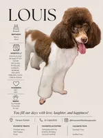 Stud service Louis , a male Poodle - Miniature  for sale in Tampa, FL – 1 of 1