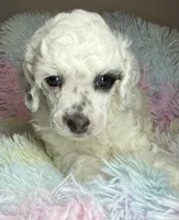 AKC Petey , a male Poodle - Toy  for sale in Tampa, FL – 1 of 2