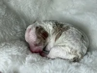 AKC Cider - Male - Clear DNA Tested parentage OFA, a male Poodle - Toy  for sale in Tampa, FL – 4 of 6