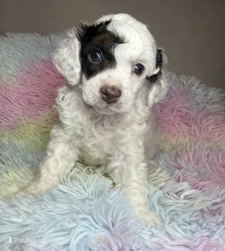 AKC Spanky 🐩 Genetically Clear  – Poodle - Toy  puppy for sale in Tampa, FL