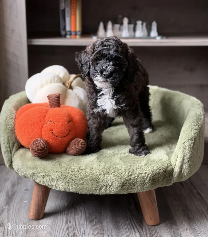 Dough boy  – Miniature Goldendoodle puppy for sale in Tampa, FL