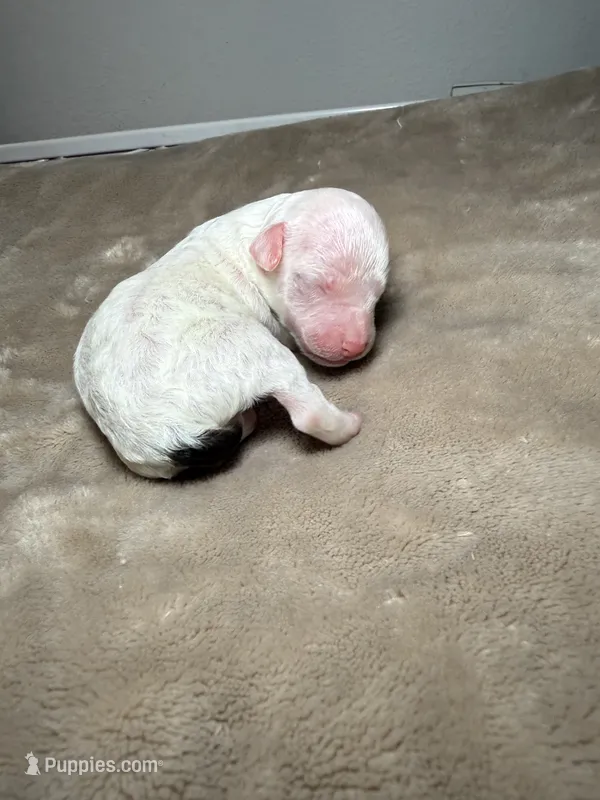 AKC Alvin  – Poodle - Toy  puppy for sale in Tampa, FL