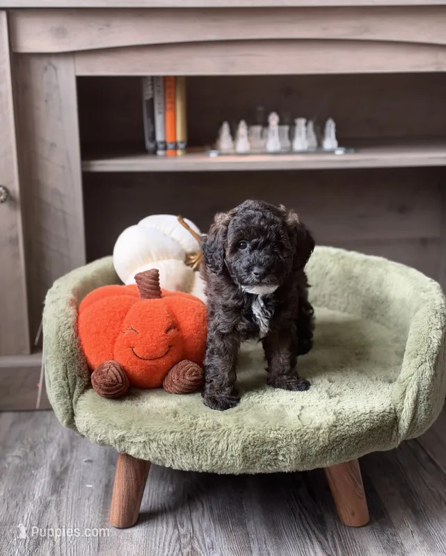 Pie  – Miniature Goldendoodle puppy for sale in Tampa, FL