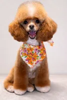 Shadow, a male Poodle - Toy  for sale in Tampa, FL – 2 of 3
