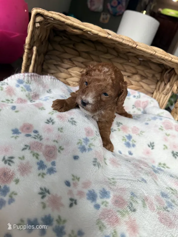 Shadow – Poodle - Toy  puppy for sale in Tampa, FL