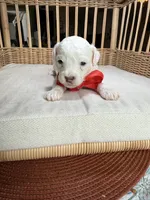 AKC Alfalfa  🐩 Blue eyes , a male Poodle - Toy  for sale in Tampa, FL – 3 of 8